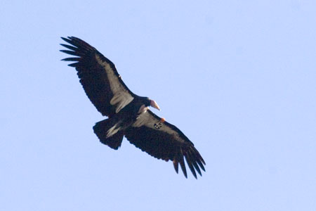 condor1