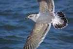gull4