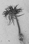seaweed